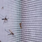 Opiniones sobre la gatera con chip: &iquest;Merece la pena esta innovadora soluci&oacute;n para tu mascota?